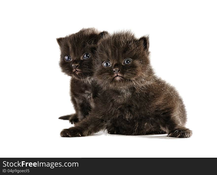 Black persian kitten isolated over white background. Black persian kitten isolated over white background