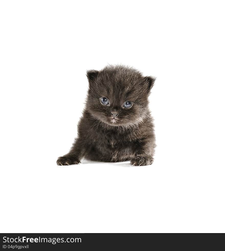 Black persian kitten isolated over white background. Black persian kitten isolated over white background