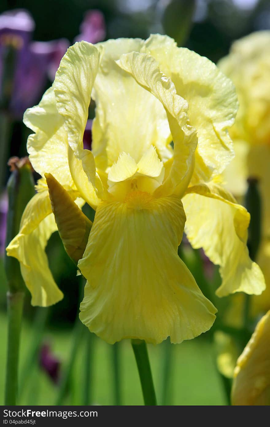 Yellow iris close up