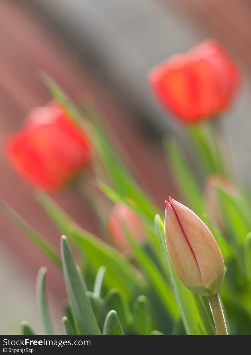 Tulip bud and two tulips. Tulip bud and two tulips