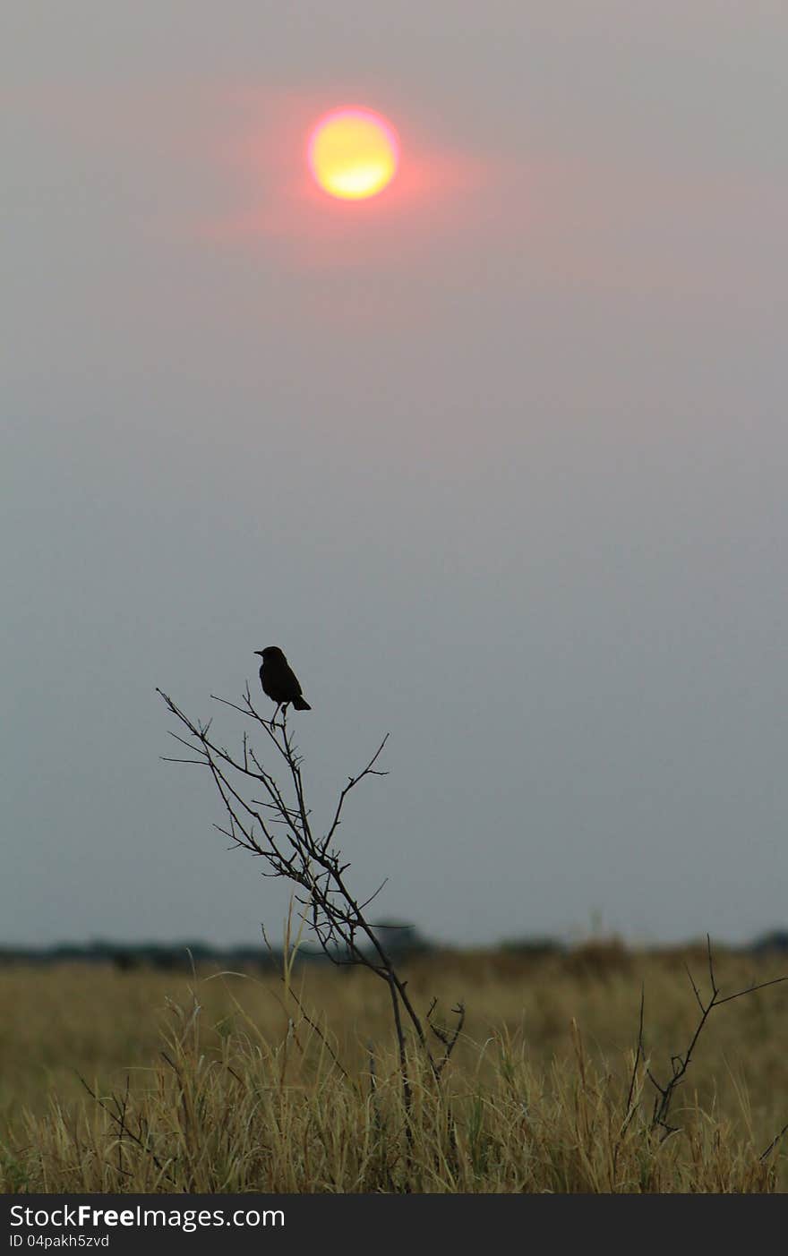 Sunset over Anteating Chat - Africa