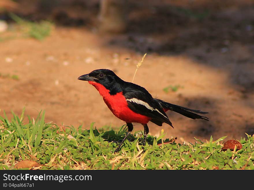 An adult Crimsonbreasted Shrike feeding on a lawn.  Photo taken in Namibia, Africa. An adult Crimsonbreasted Shrike feeding on a lawn.  Photo taken in Namibia, Africa.