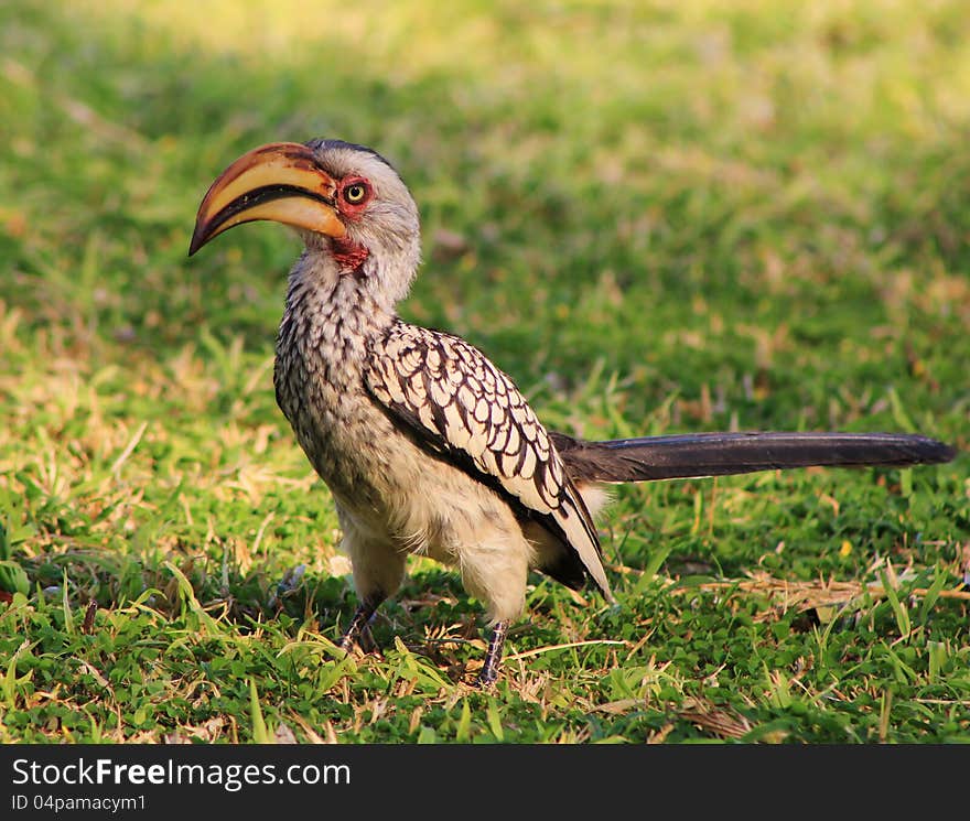 An adult female Southern Yellowbilled Hornbill on a lawn in Namibia, Africa. An adult female Southern Yellowbilled Hornbill on a lawn in Namibia, Africa.