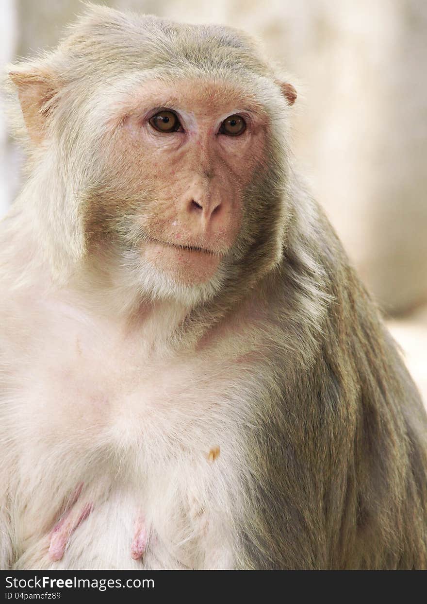 Portrait of monkey