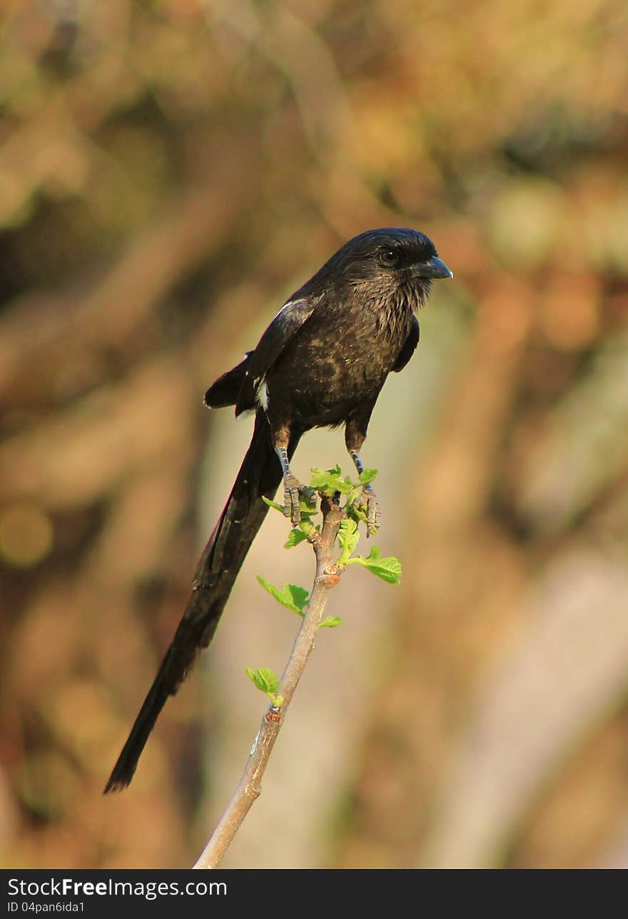 And adult African Lontailed Shrike on a branch in Namibia, Africa. And adult African Lontailed Shrike on a branch in Namibia, Africa.