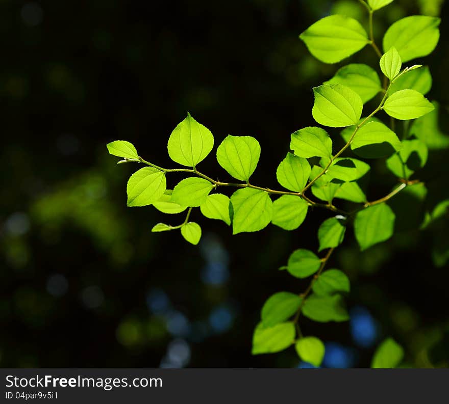 Jujube Leaves.