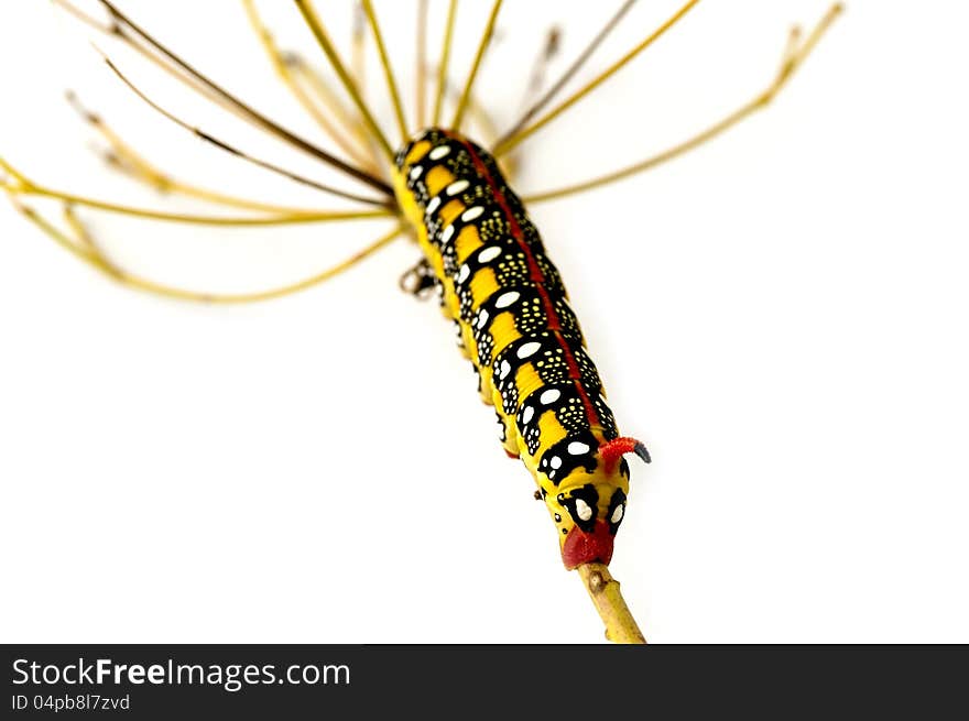 Caterpillar on a white background. Caterpillar on a white background