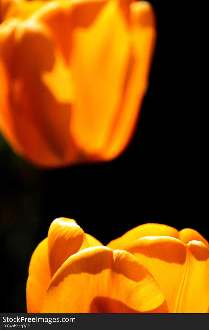 Pic of yellow tulips,close up