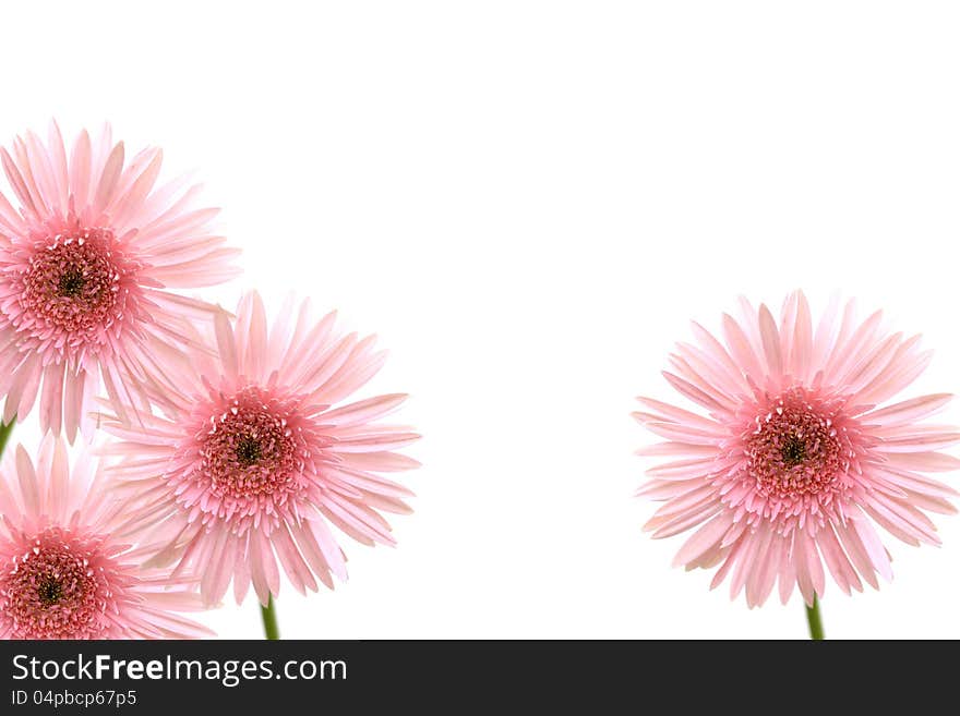 Beautiful pink gerbera isolated on white background