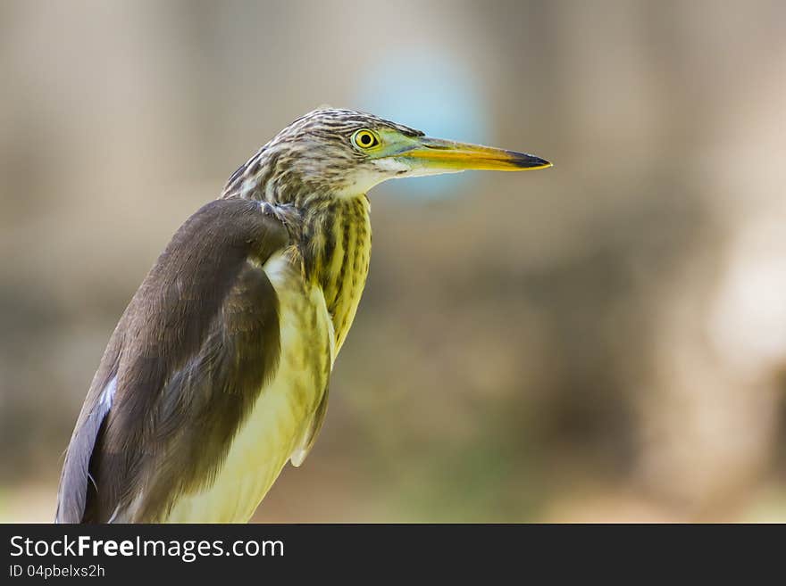 Close up of great bittern bird