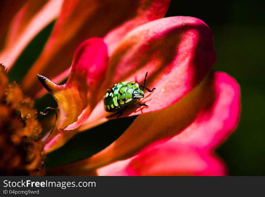 Southern green stink bug larva on red flower