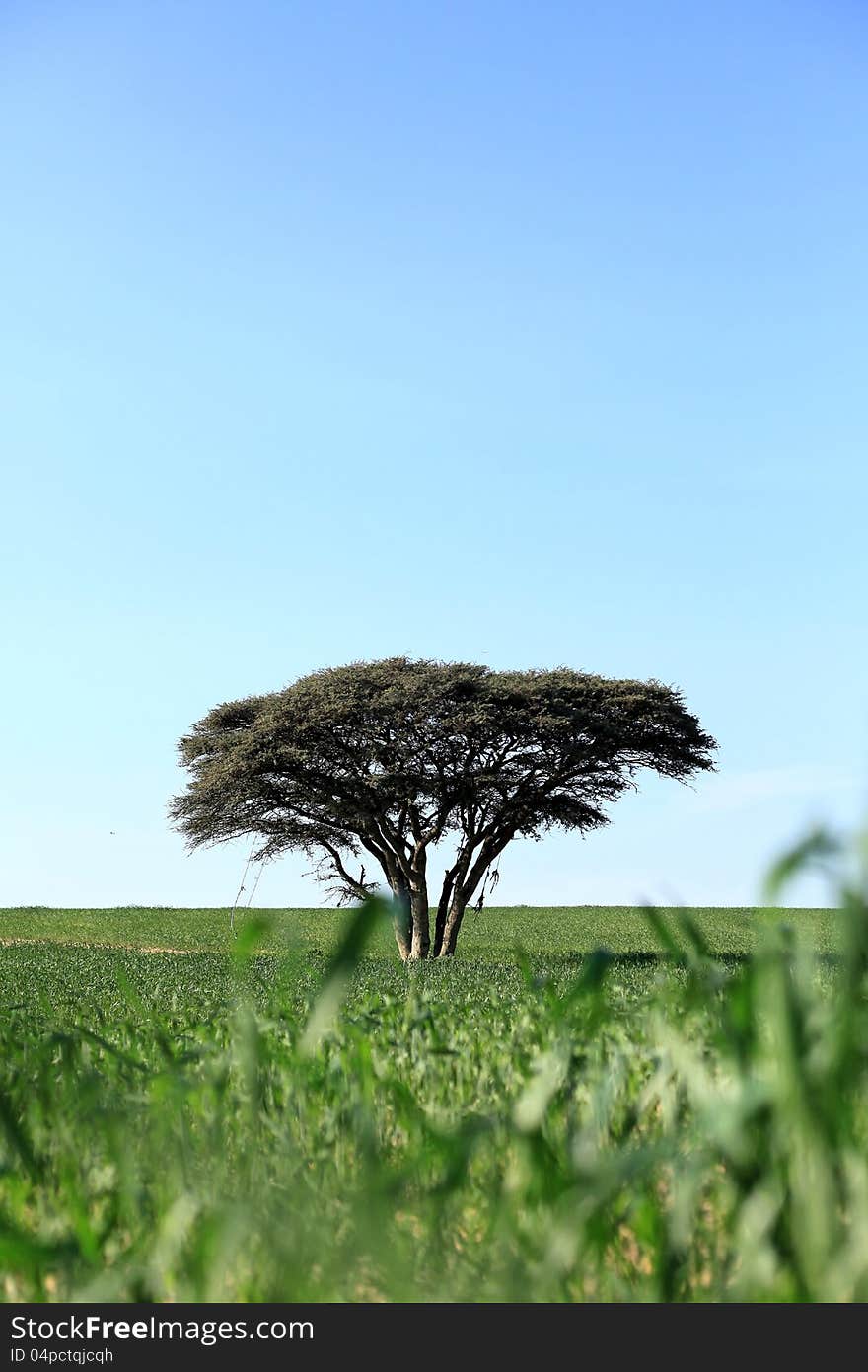 One tree in a field on a background of blue sky