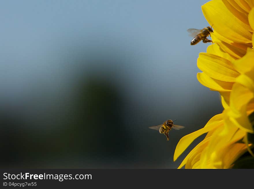 Bees flying around a sunflower.  Shot from the side it has one bee if perfect focus appearing to look straight into the camera. Bees flying around a sunflower.  Shot from the side it has one bee if perfect focus appearing to look straight into the camera.