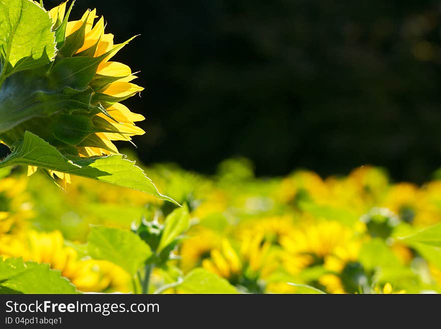 A field of sunflowers in full bloom, on a sunny day.  Shot from behind the flowers allowing for nice backlighting. A field of sunflowers in full bloom, on a sunny day.  Shot from behind the flowers allowing for nice backlighting.