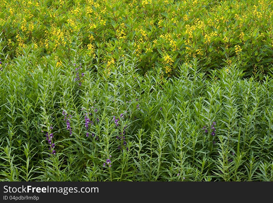 Flower bed and green plants