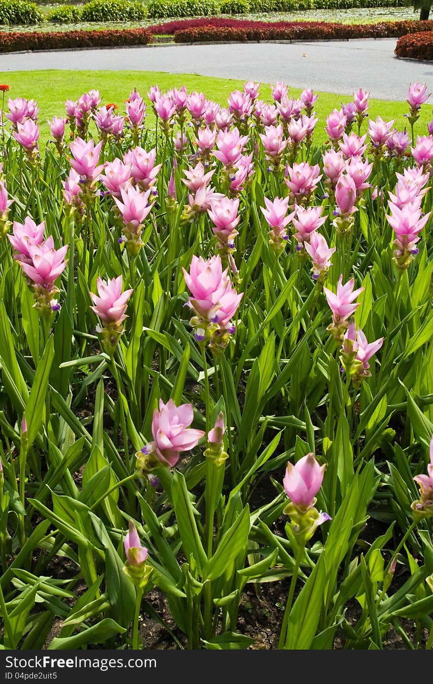 Siam tulip flowers