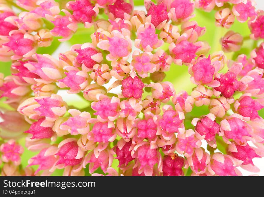 A close-up of pink hylotelephium (sedum telephium) flowers. A close-up of pink hylotelephium (sedum telephium) flowers