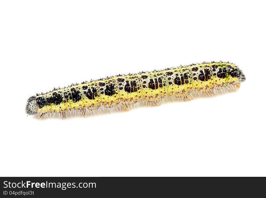 Cabbage Caterpillar Close-up