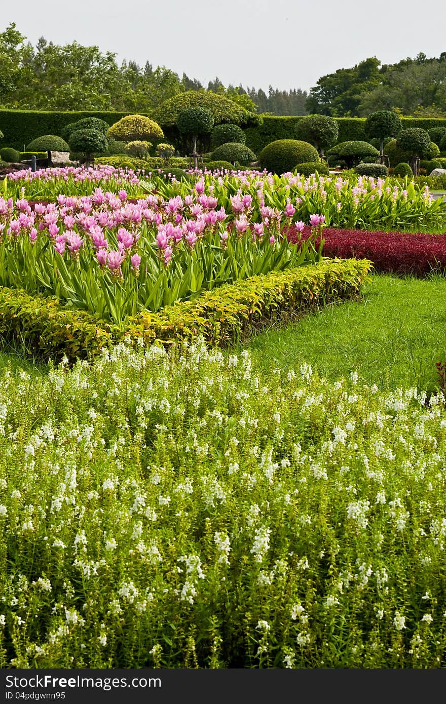 Flower garden The Royal Garden,Thailand