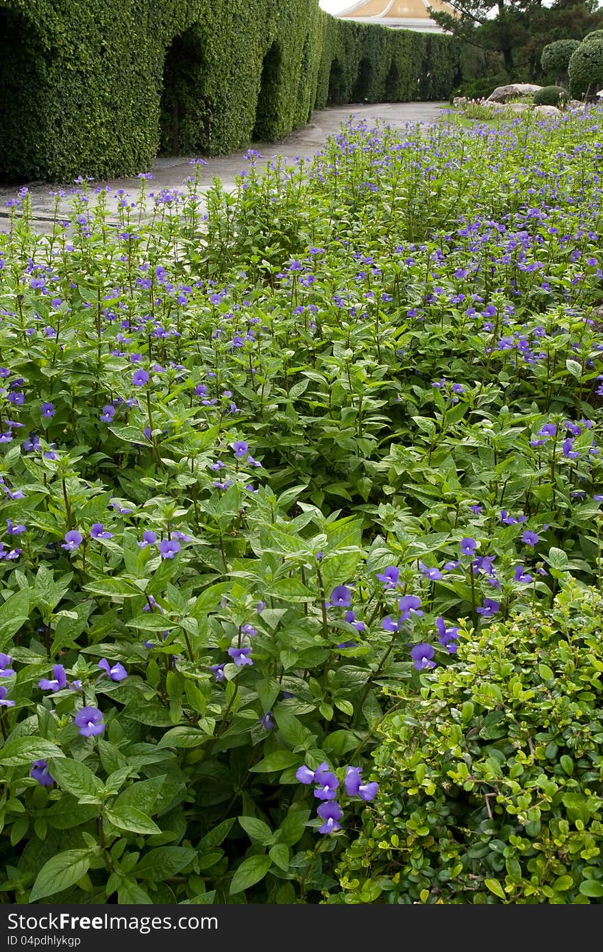 Garden Walkway