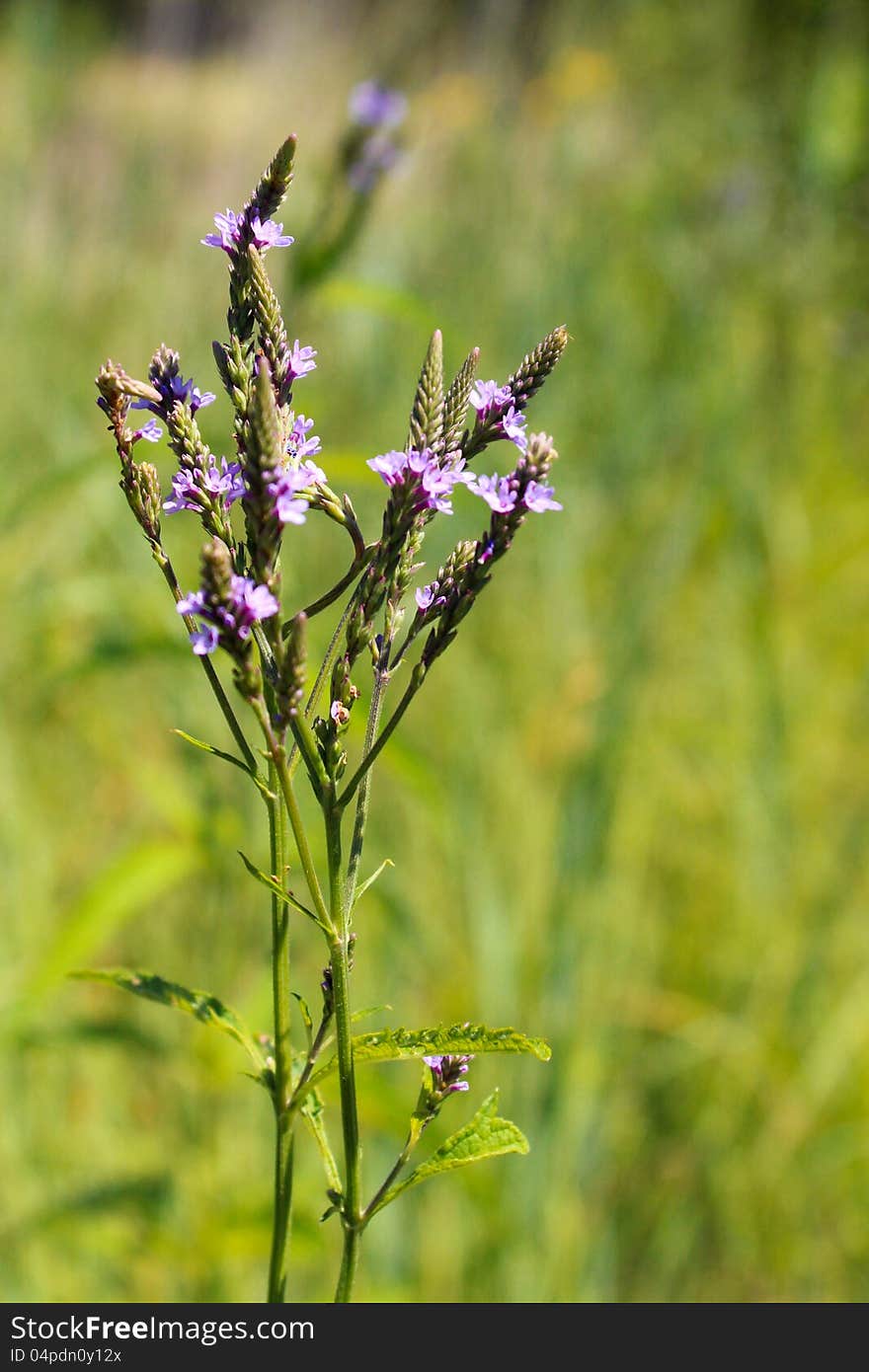 Wild flowers on the meadow