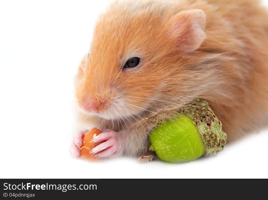 Hamster isolated on a white background