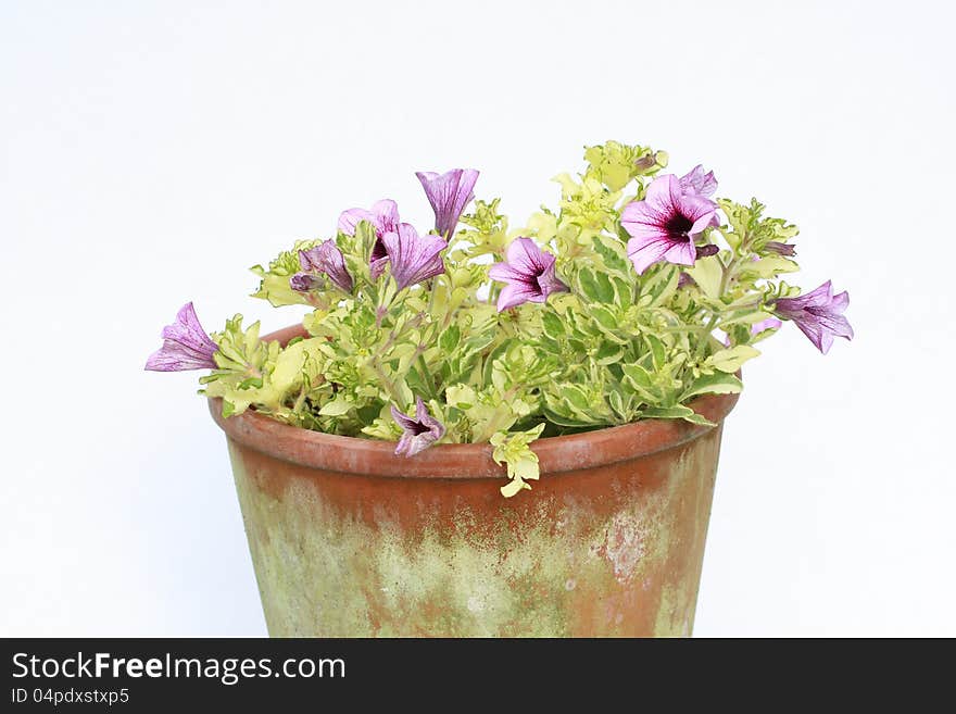 Pink surfinia in the flowerpot on white background. Pink surfinia in the flowerpot on white background