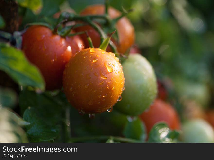 Red and green tomatoes