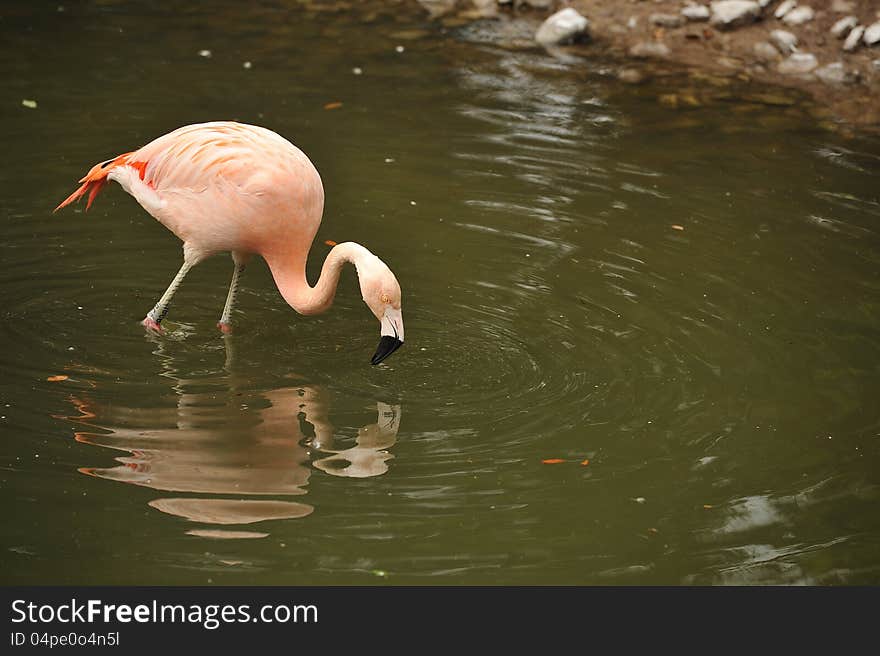 Flamingos pecking in a water and looking at a reflection of their