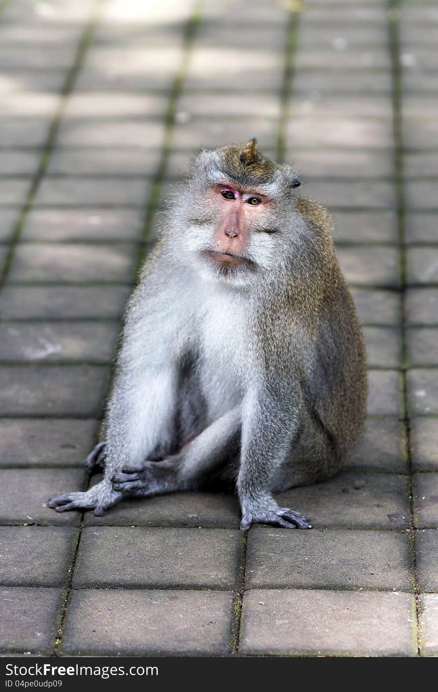 Thoughtful monkey in Ubud forest, Bali