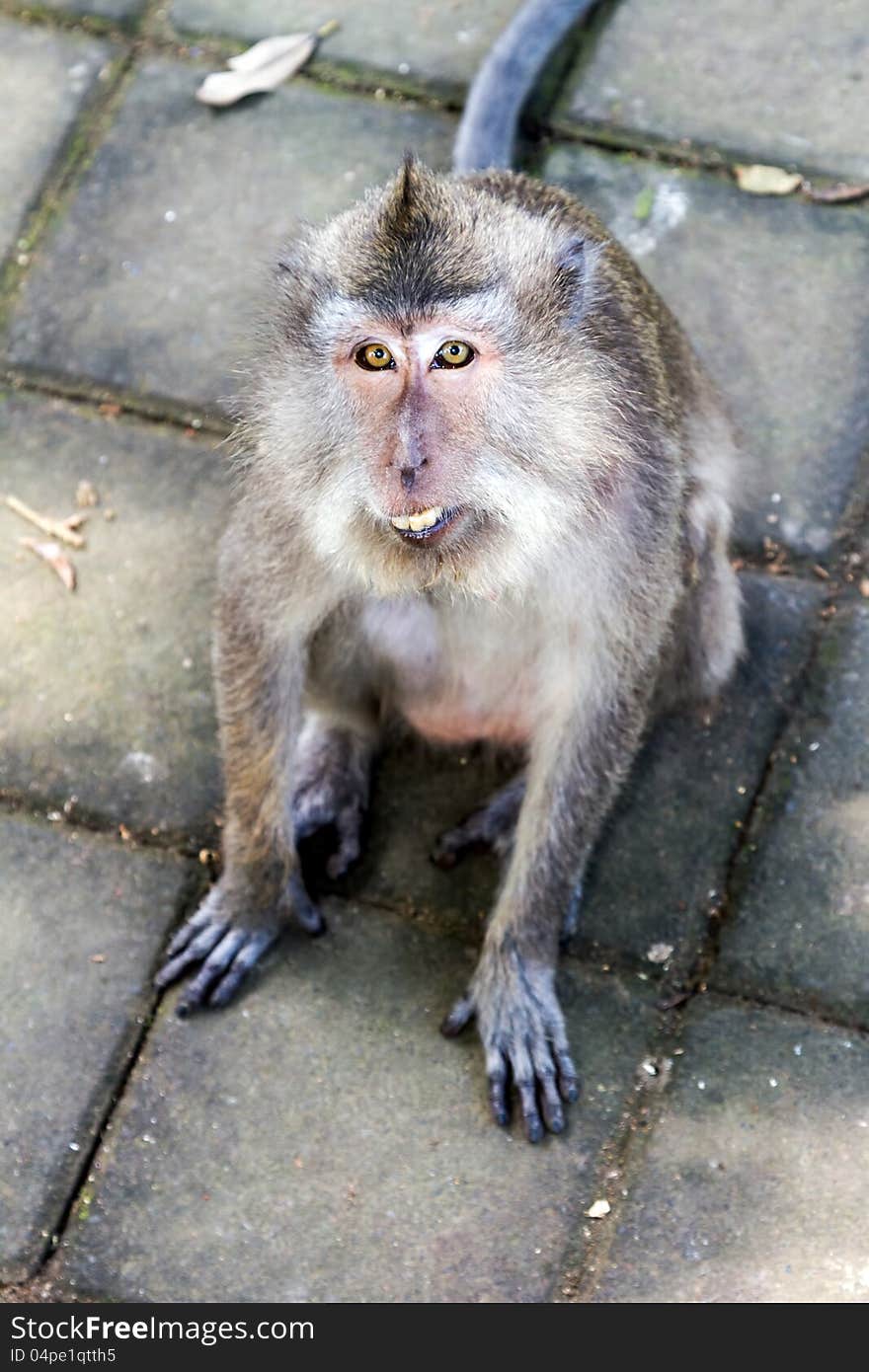 Monkey Looking At Camera In Ubud Forest, Bali