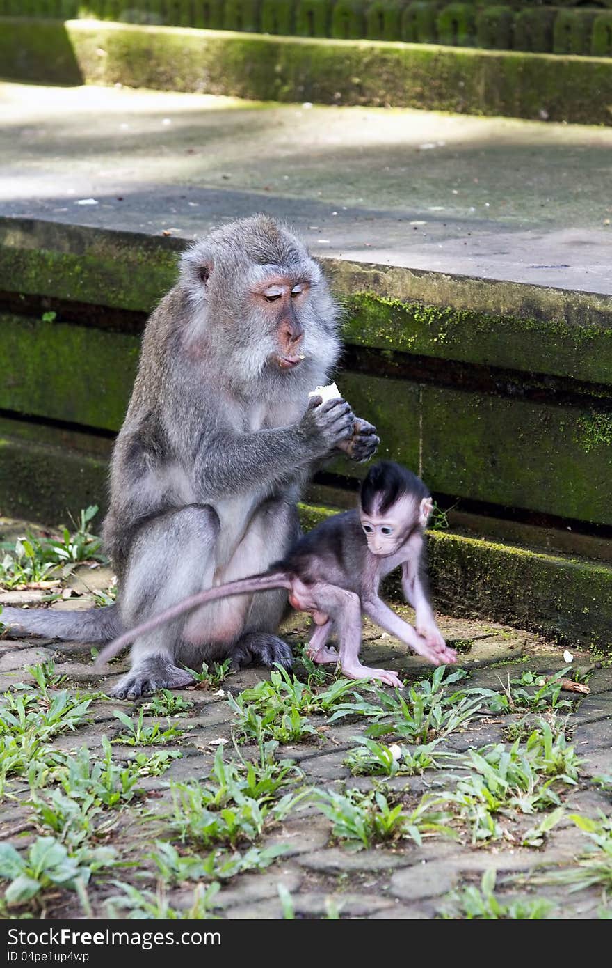 Mother and baby monkey eating