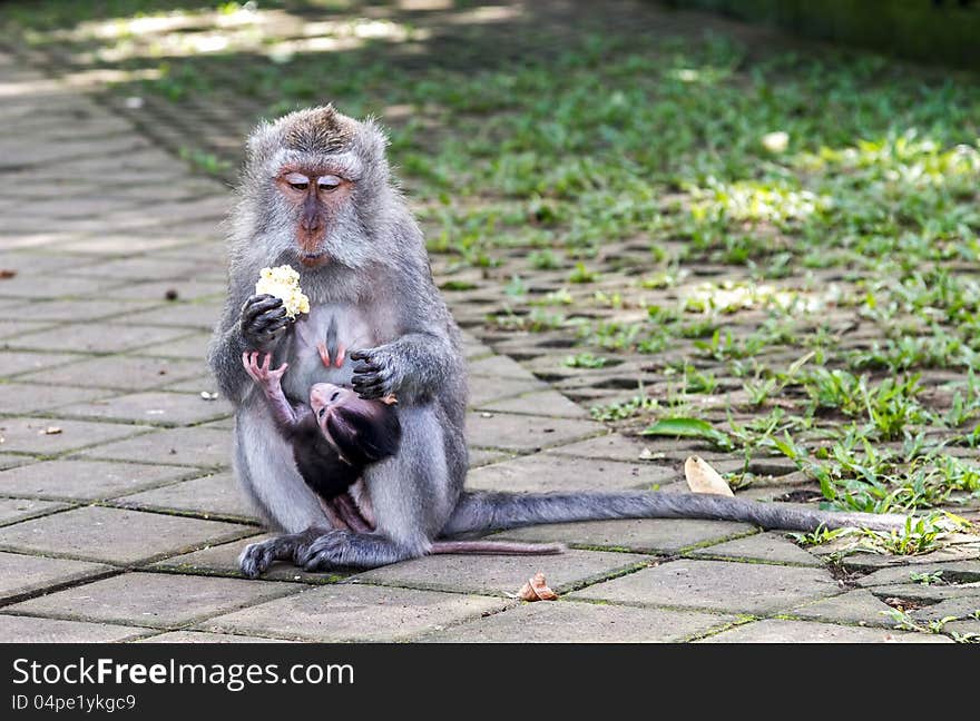 Mother and baby monkey eating