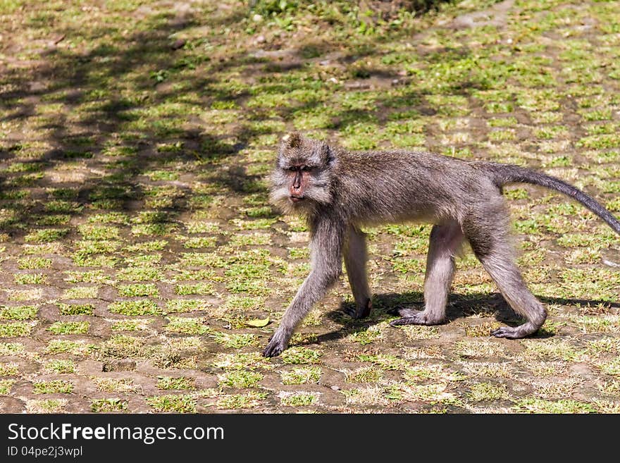 Walking monkey in ubud forest, Bali