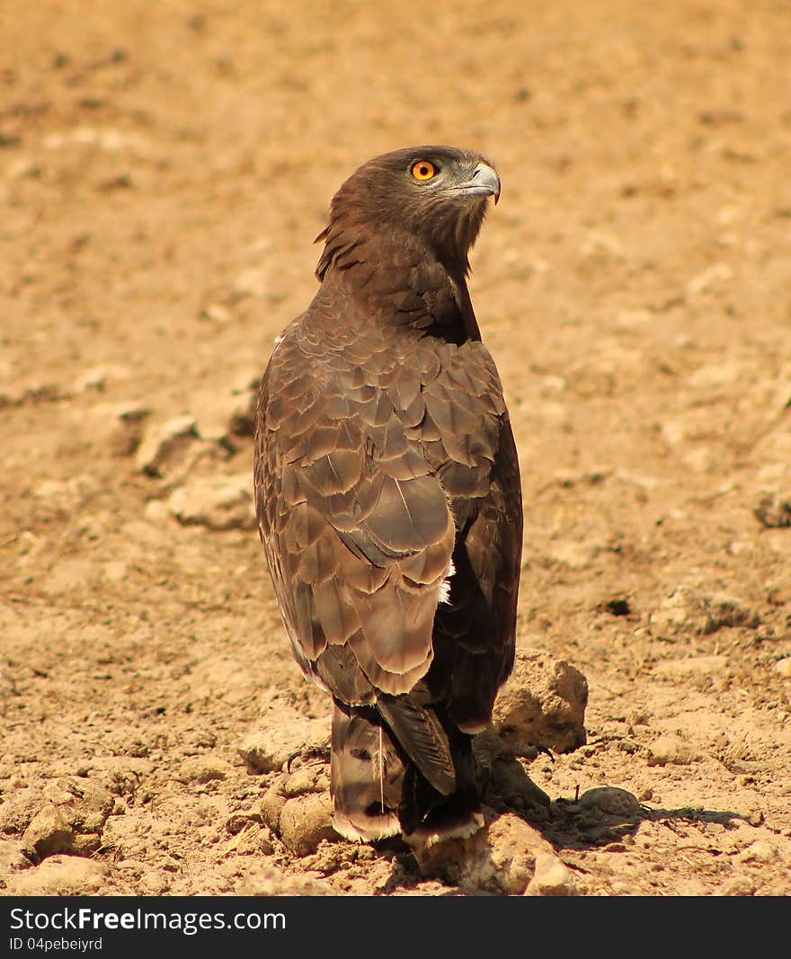 An adult Blackbreasted Snake Eagle at a watering hole in Namibia, Africa. An adult Blackbreasted Snake Eagle at a watering hole in Namibia, Africa.