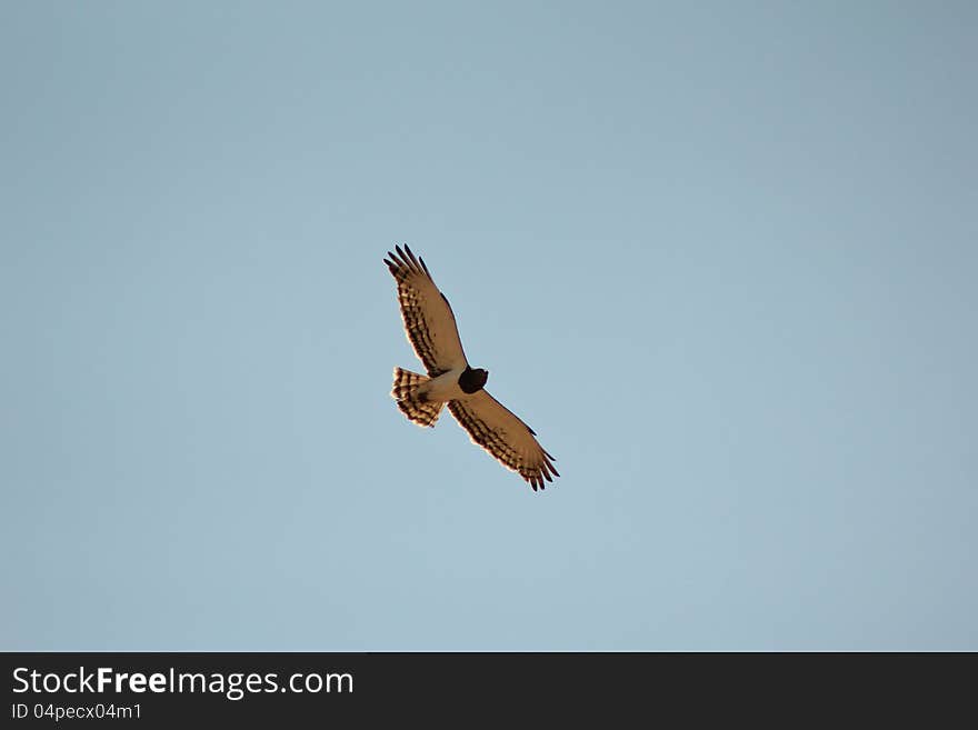 An adult Blackbreasted Snake Eagle in flight after taking off from a watering hole in Namibia, Africa. An adult Blackbreasted Snake Eagle in flight after taking off from a watering hole in Namibia, Africa.