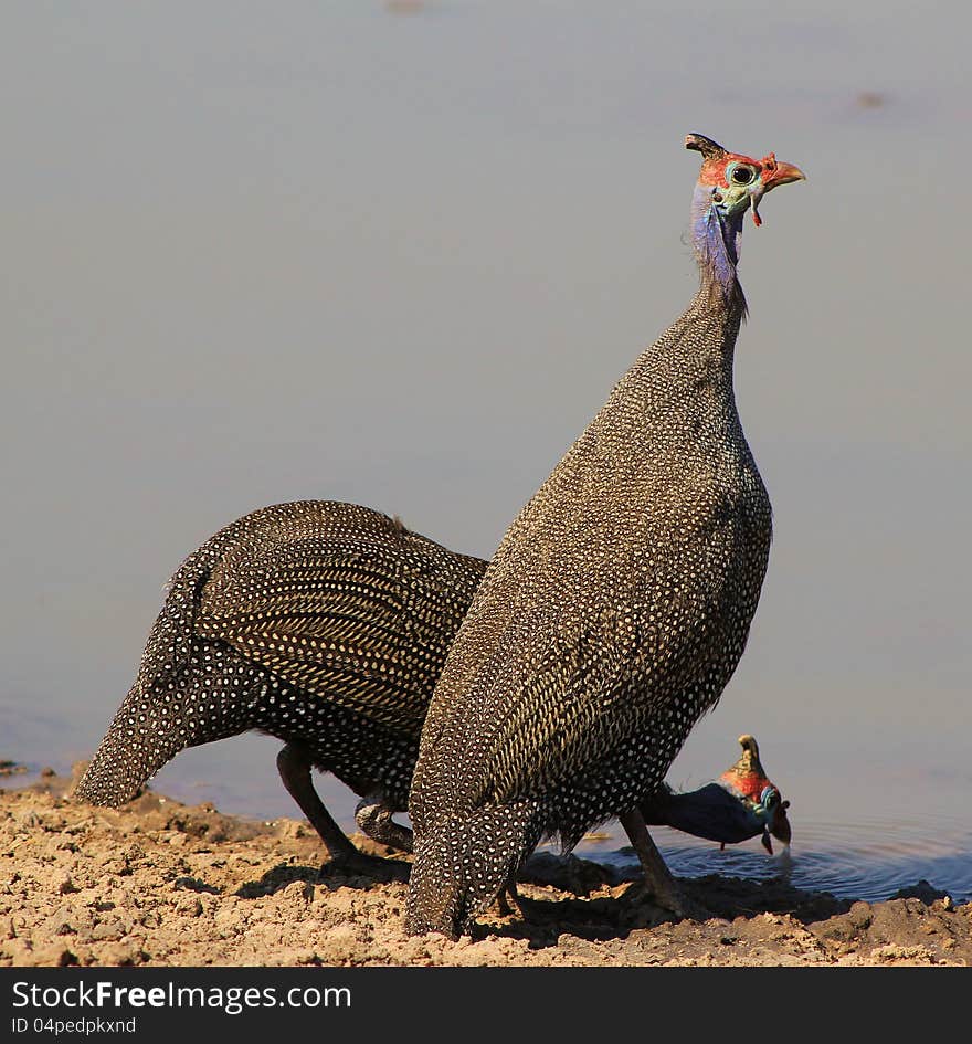 Two Helmeted Guineafowl at a watering hole in Namibia, Africa. Two Helmeted Guineafowl at a watering hole in Namibia, Africa.