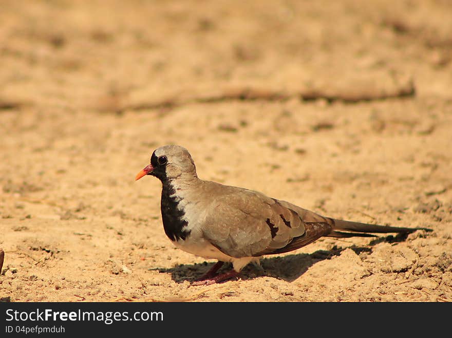 Namaquae Dove - Small and Swift