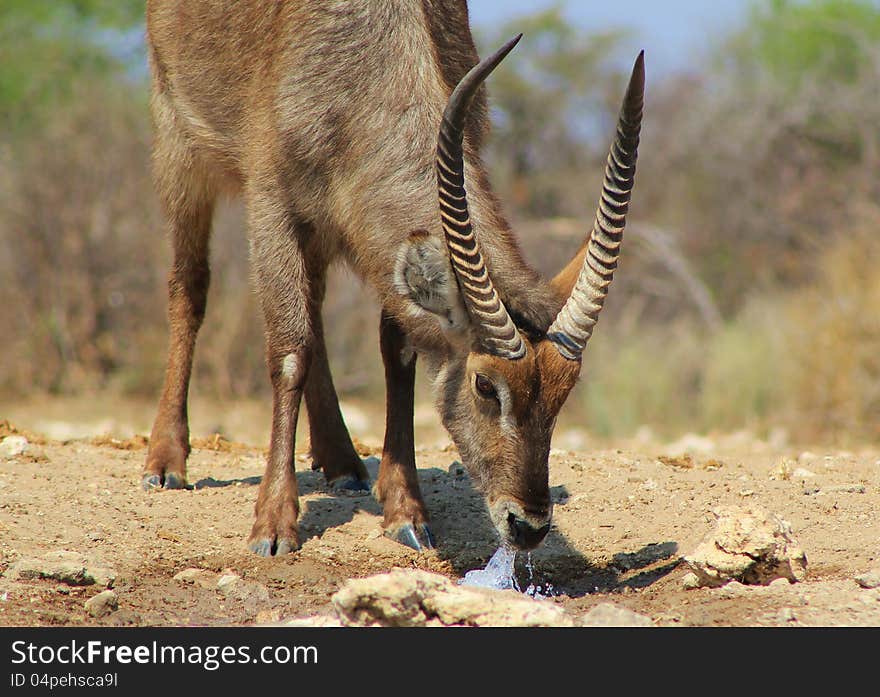 Waterbuck bull drinking water from a spouting pipe in the ground. Photo taken on a game ranch in Namibia, Africa. Waterbuck bull drinking water from a spouting pipe in the ground. Photo taken on a game ranch in Namibia, Africa.