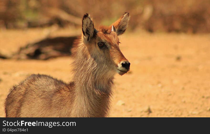 A young Waterbuck bull staring into distance.  Photo taken on a game ranch in Namibia, Africa. A young Waterbuck bull staring into distance.  Photo taken on a game ranch in Namibia, Africa.