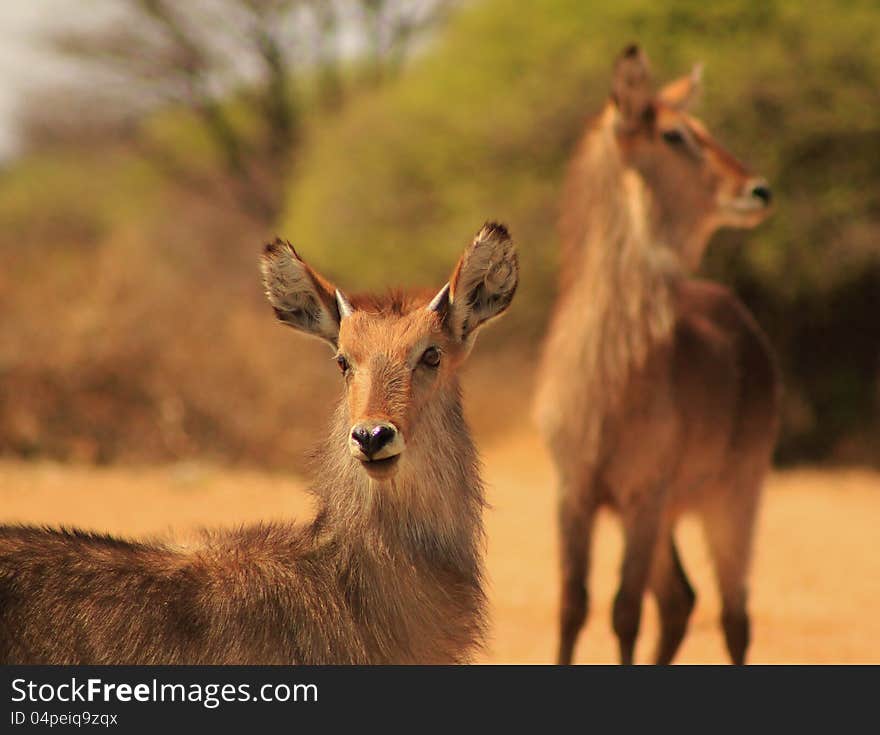 A young Waterbuck bull (with mother in background) staring into distance.  Photo taken on a game ranch in Namibia, Africa. A young Waterbuck bull (with mother in background) staring into distance.  Photo taken on a game ranch in Namibia, Africa.