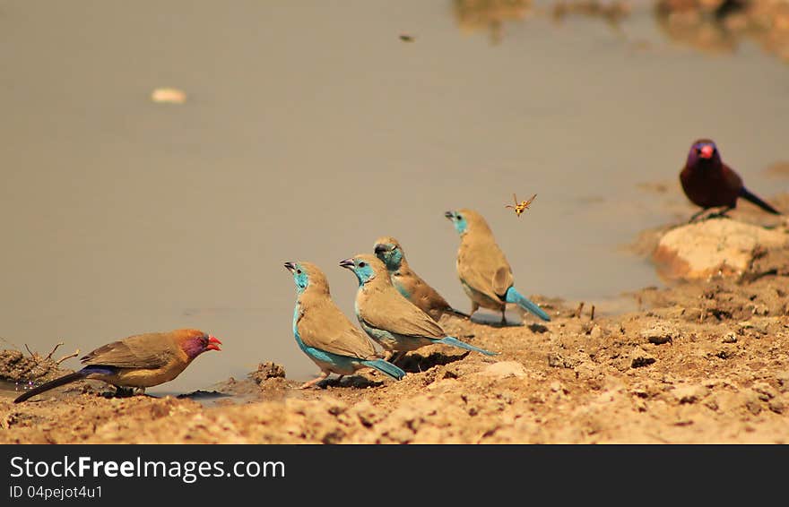 Waxbill, Blue - Lined-up feathers