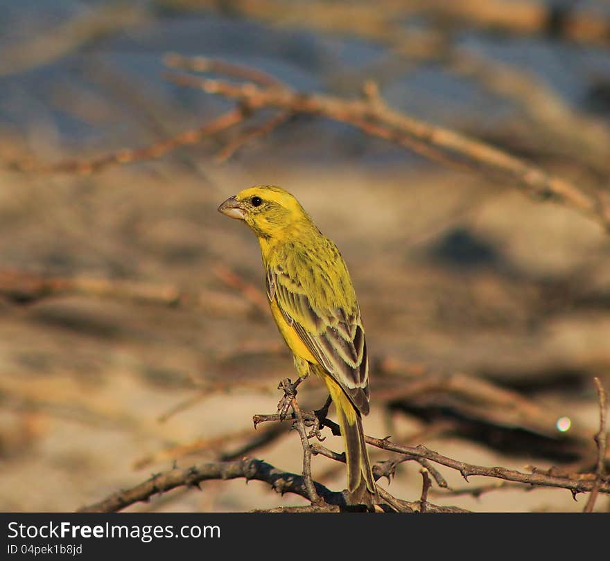 Yellow Canary at a watering hole in Namibia, Africa. Yellow Canary at a watering hole in Namibia, Africa.