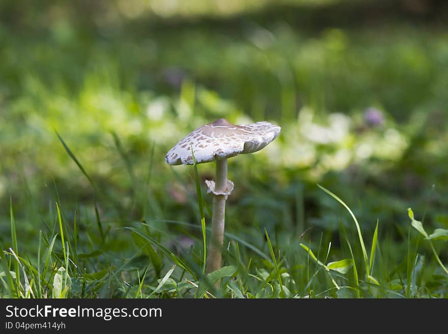 Toadstool on a wood glade early in the morning