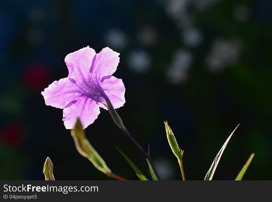 Backlight Purple Ruellia on garden