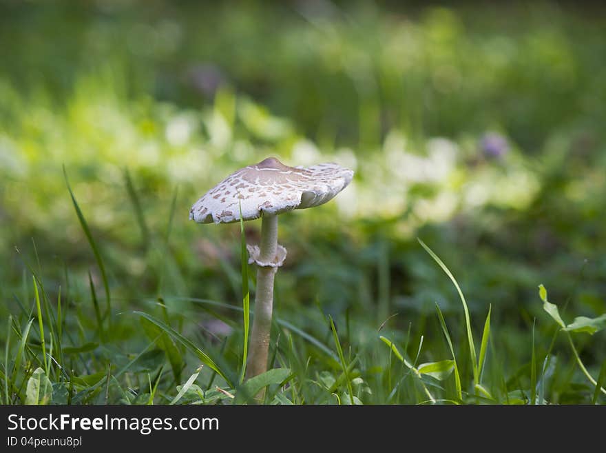 Toadstool on a wood glade early in the morning