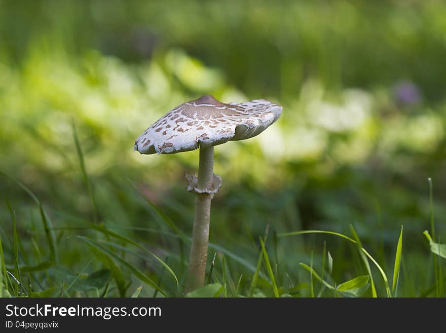 Toadstool on a wood glade early in the morning