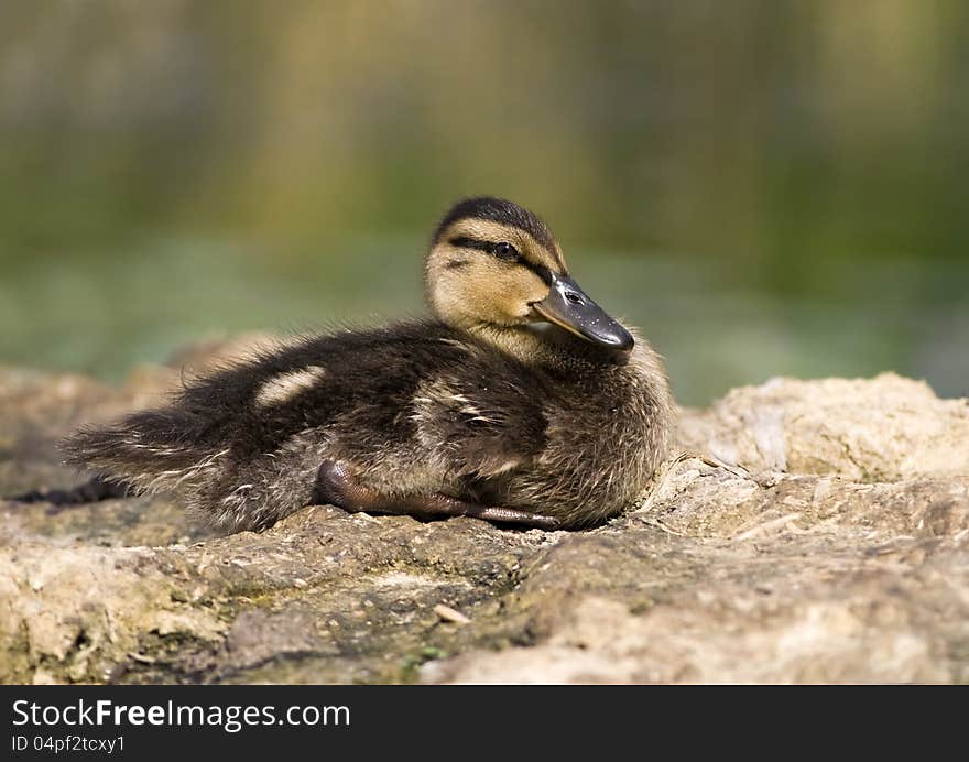 Mallard baby sitting on the ground