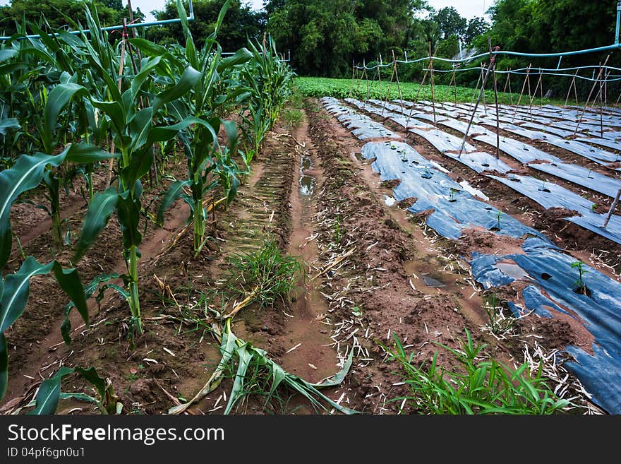 The agriculture and planting cover crops in rural Thailand.