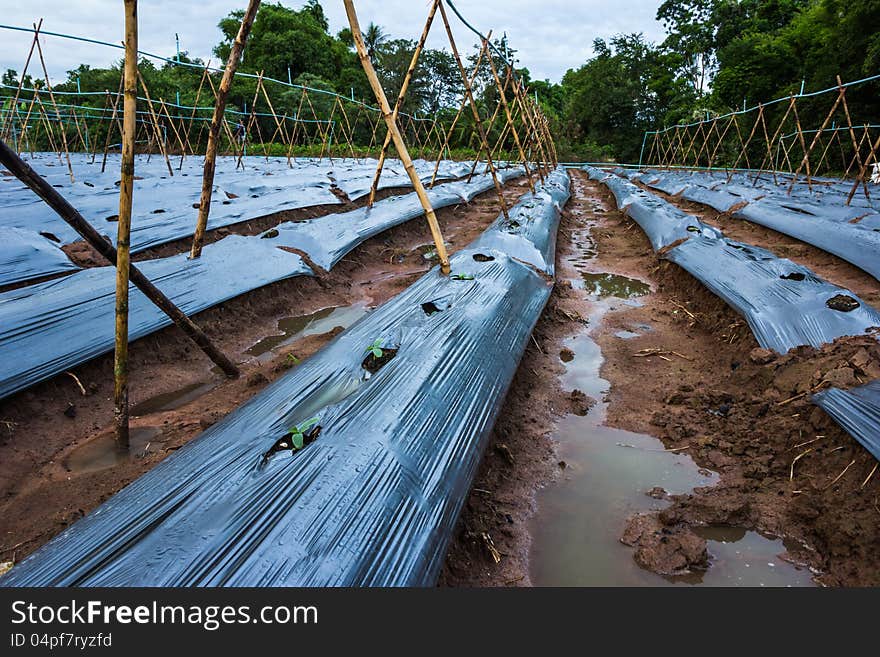 The agriculture and planting cover crops in rural Thailand.